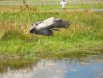 Flying in to the roosting pool - August 2010
